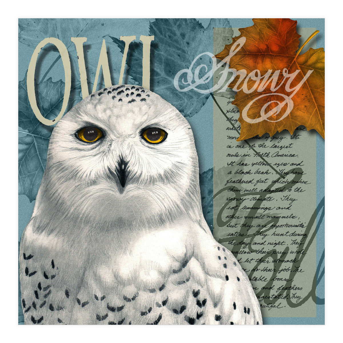 Snow Owl (Print Only)