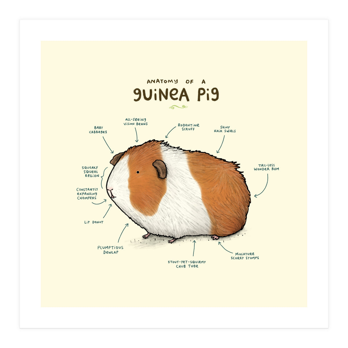 Anatomy Of A Guniea Pig (Print Only)