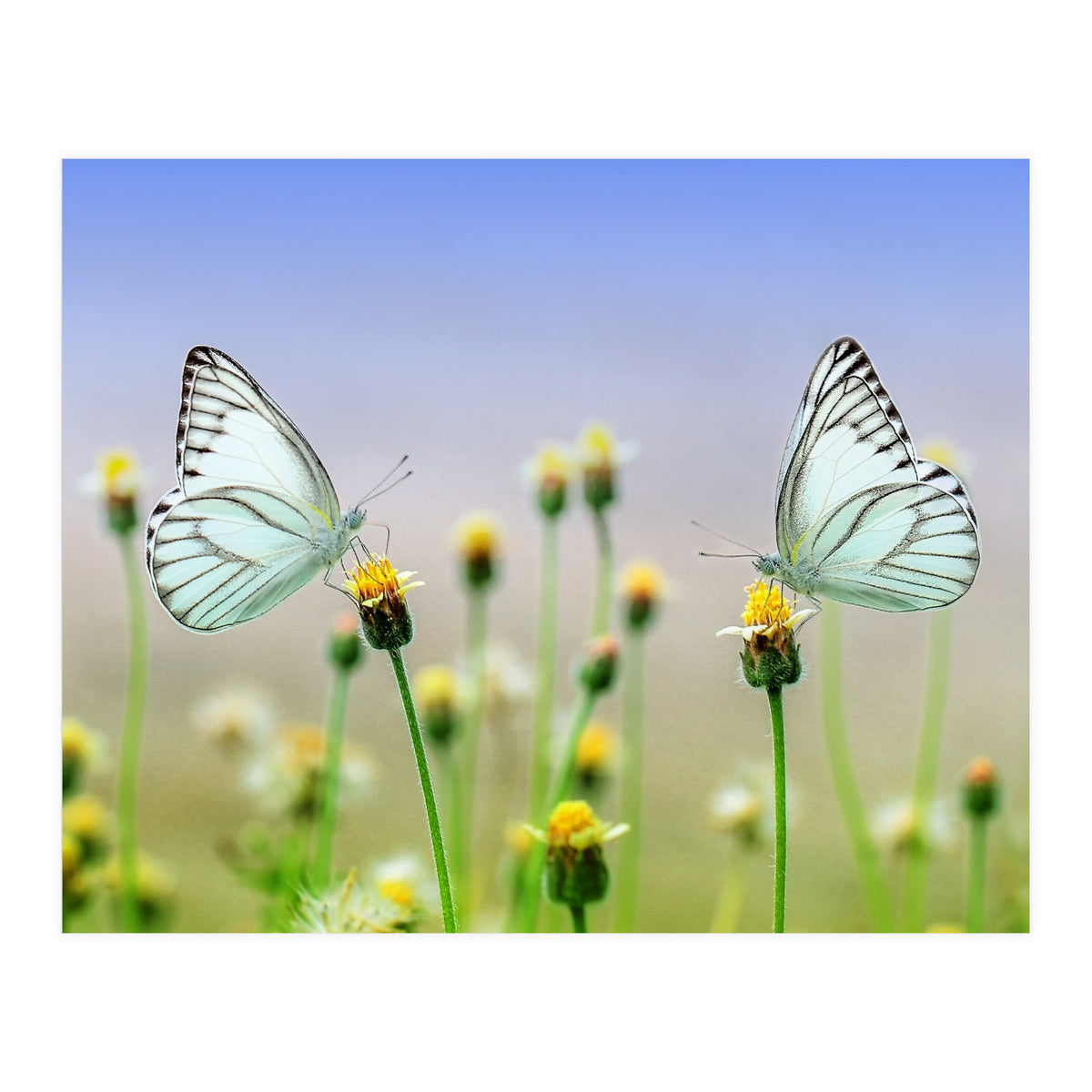 Butterfly (Print Only)