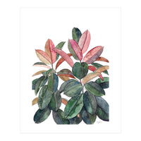 Rubber Plant (Print Only)
