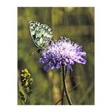 Marble white (Print Only) thumbnail