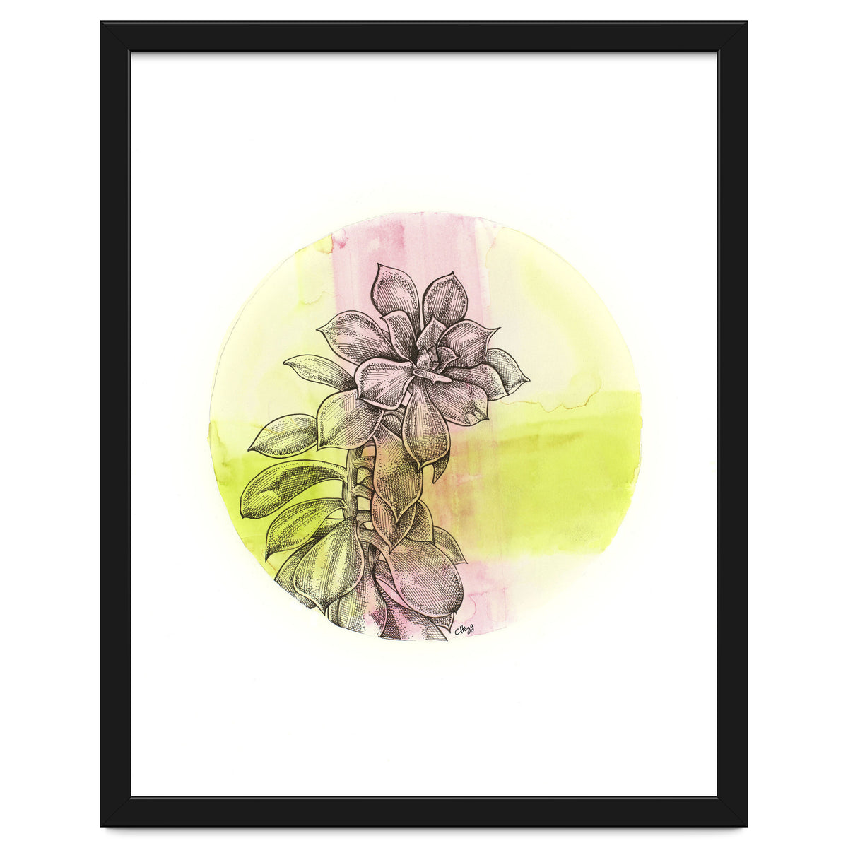 Succulent On Pink And Green