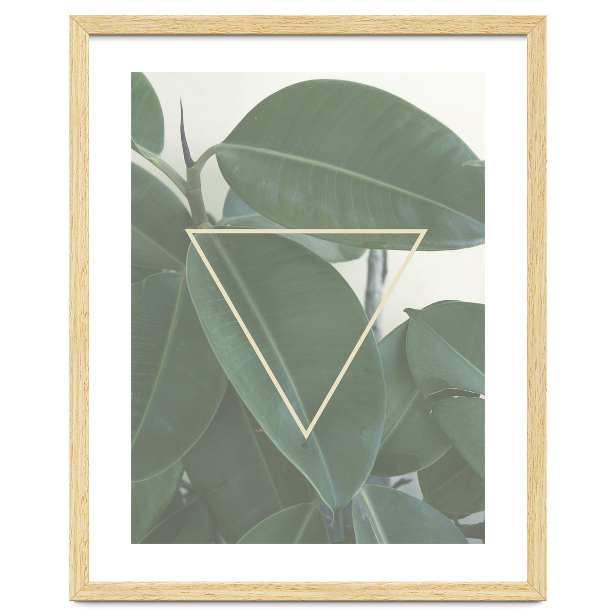 ficus triangle