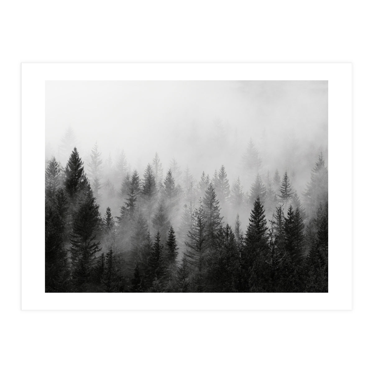 Black and White Forest (Print Only)