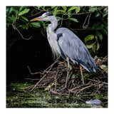 Heron (Print Only) thumbnail