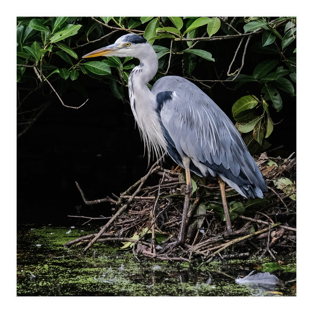 Heron (Print Only)