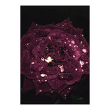 Shining Red Rose (Print Only) thumbnail