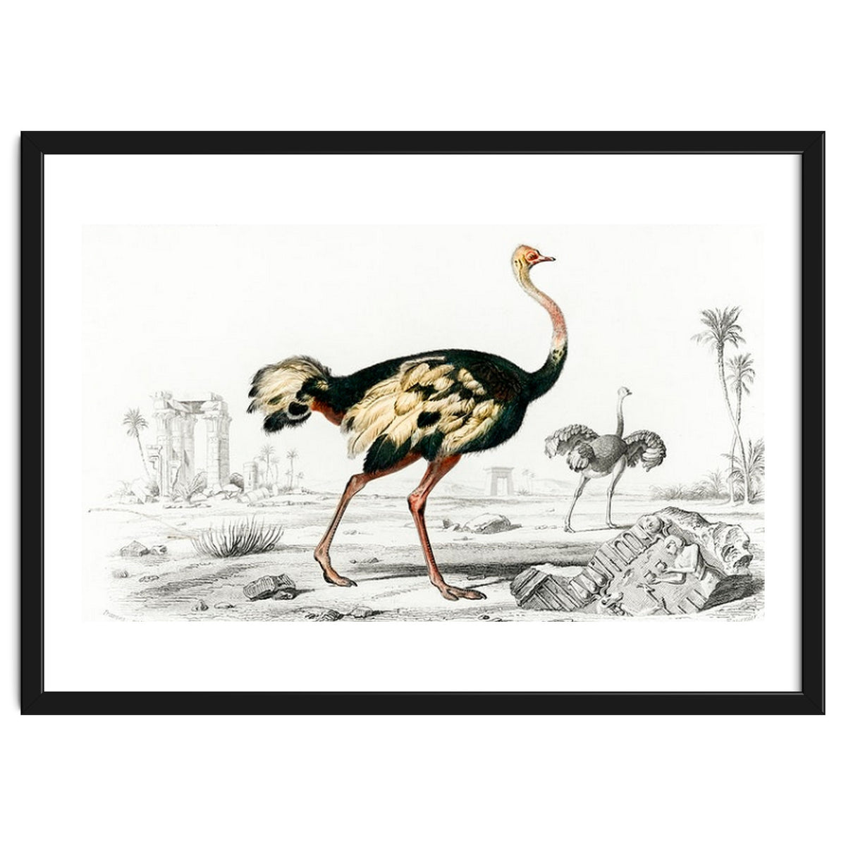 Struthio illustrated