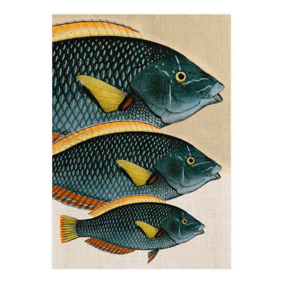 Fish Classic Designs 10 (Print Only)