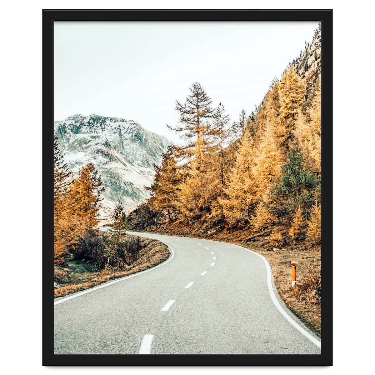 Snow and Golden Pine