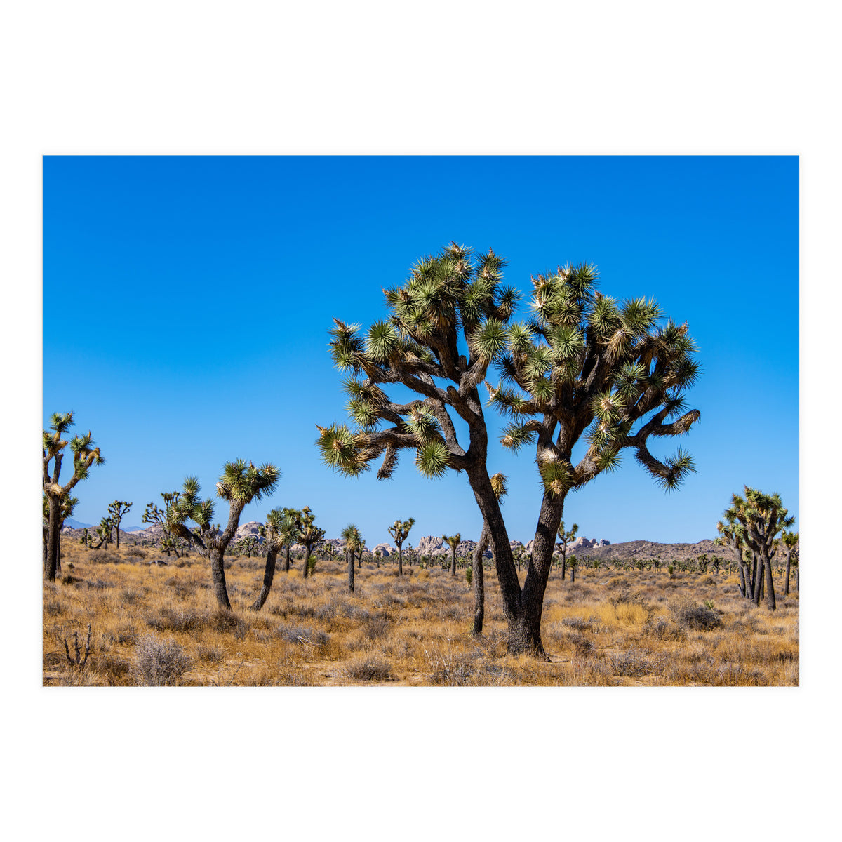 Joshua Trees (Print Only)