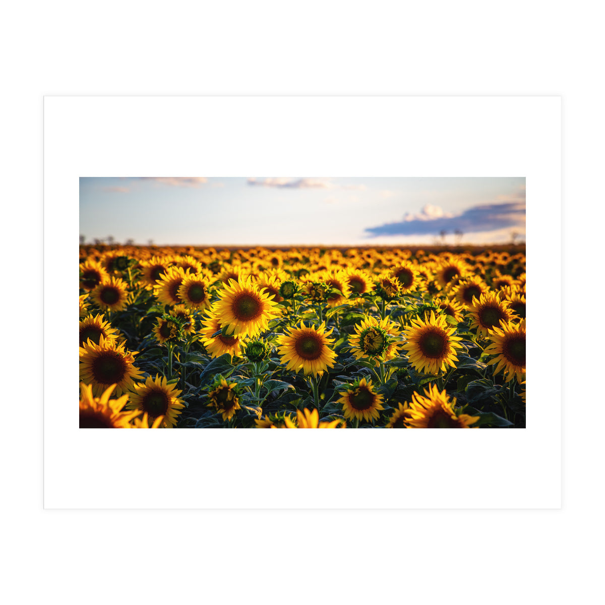 Summer Sunflowers (Print Only)