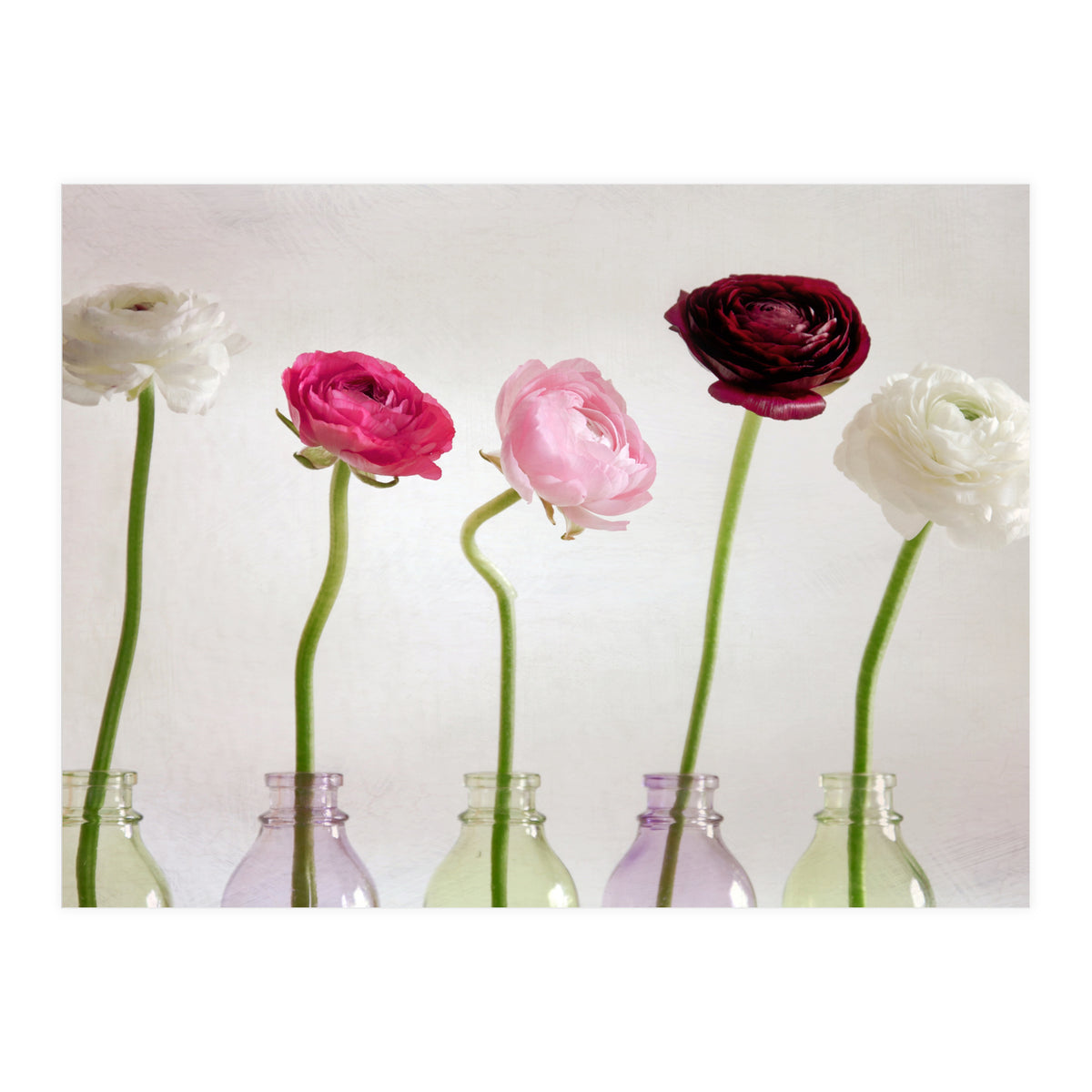 Ranunkulus (Print Only)