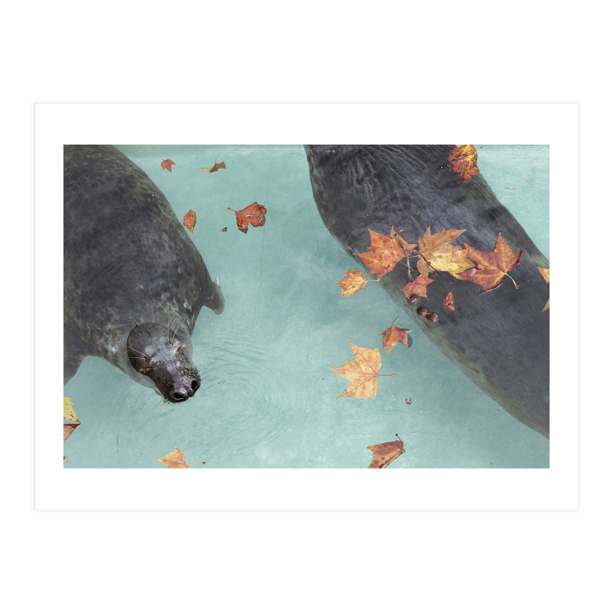 Wup-Wup-Wup (Print Only)