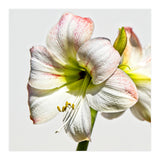 Amaryllis 1 (Print Only) thumbnail