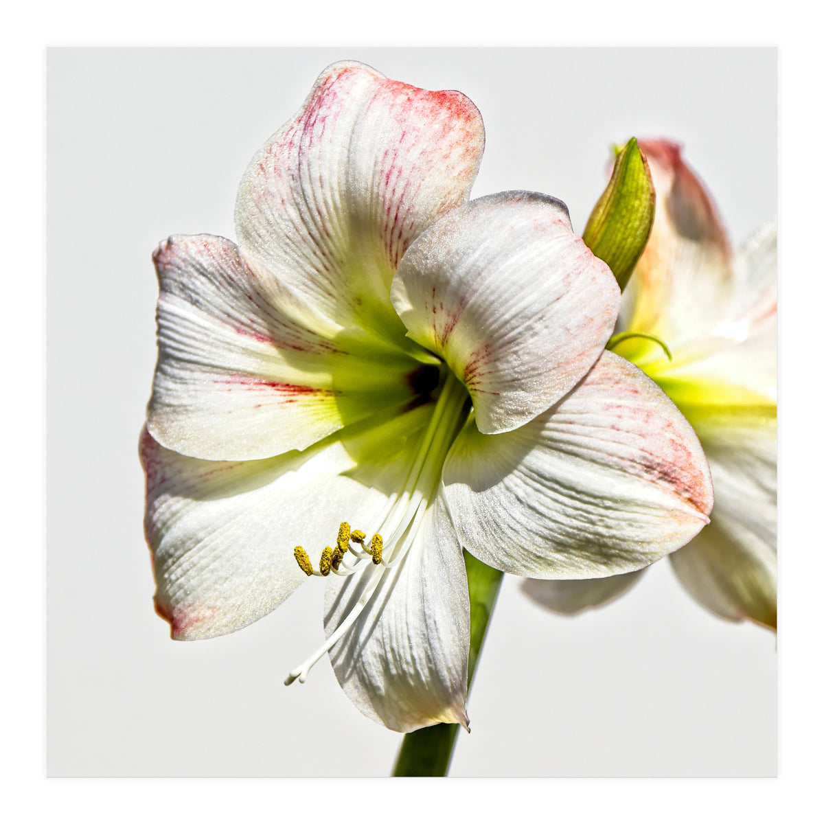 Amaryllis 1 (Print Only)