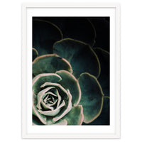 Darkside Of Succulents 4-C