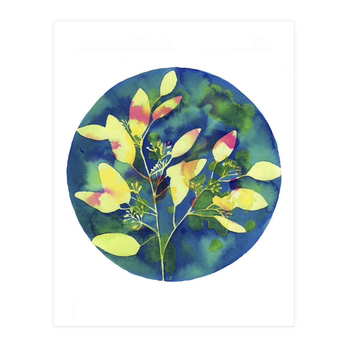 Winter Eucalyptus  (Print Only)