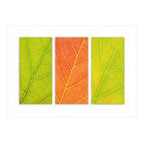 Autumn Leaves (Print Only) thumbnail