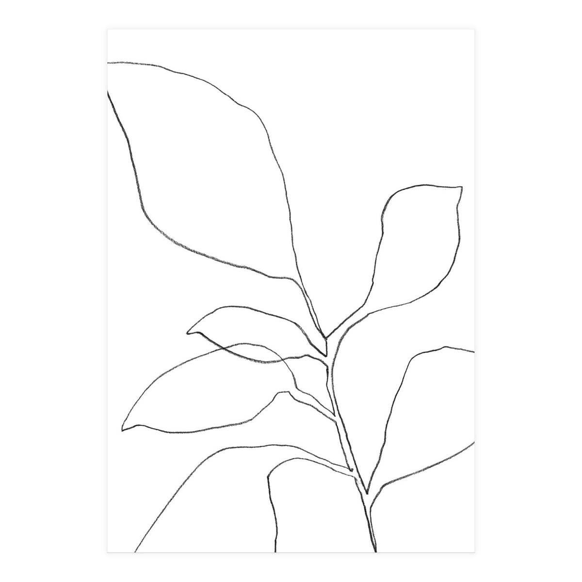 Six Leaf Plant (Print Only)