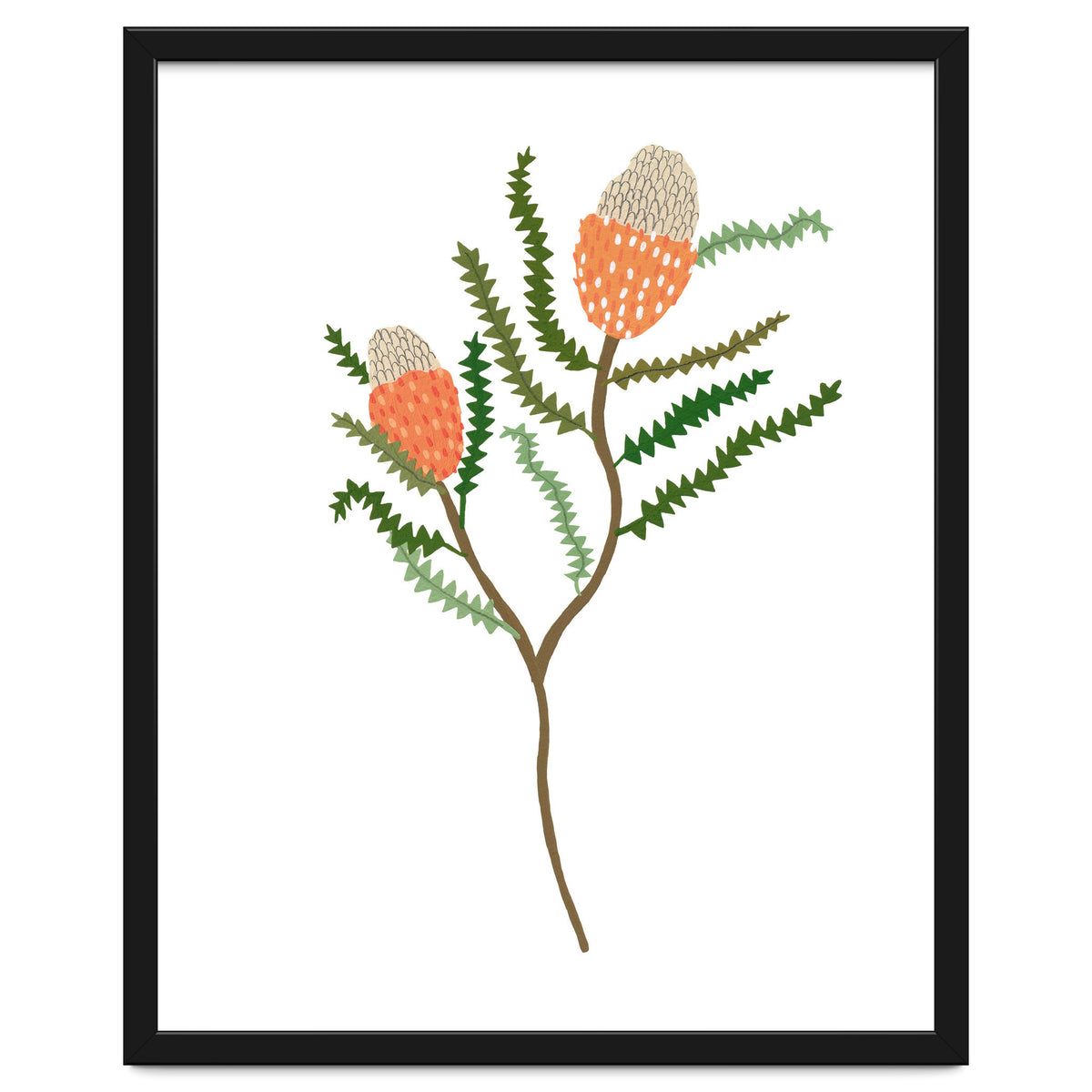 Banksia Flowers