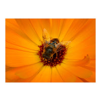 Bee Kind (Print Only)