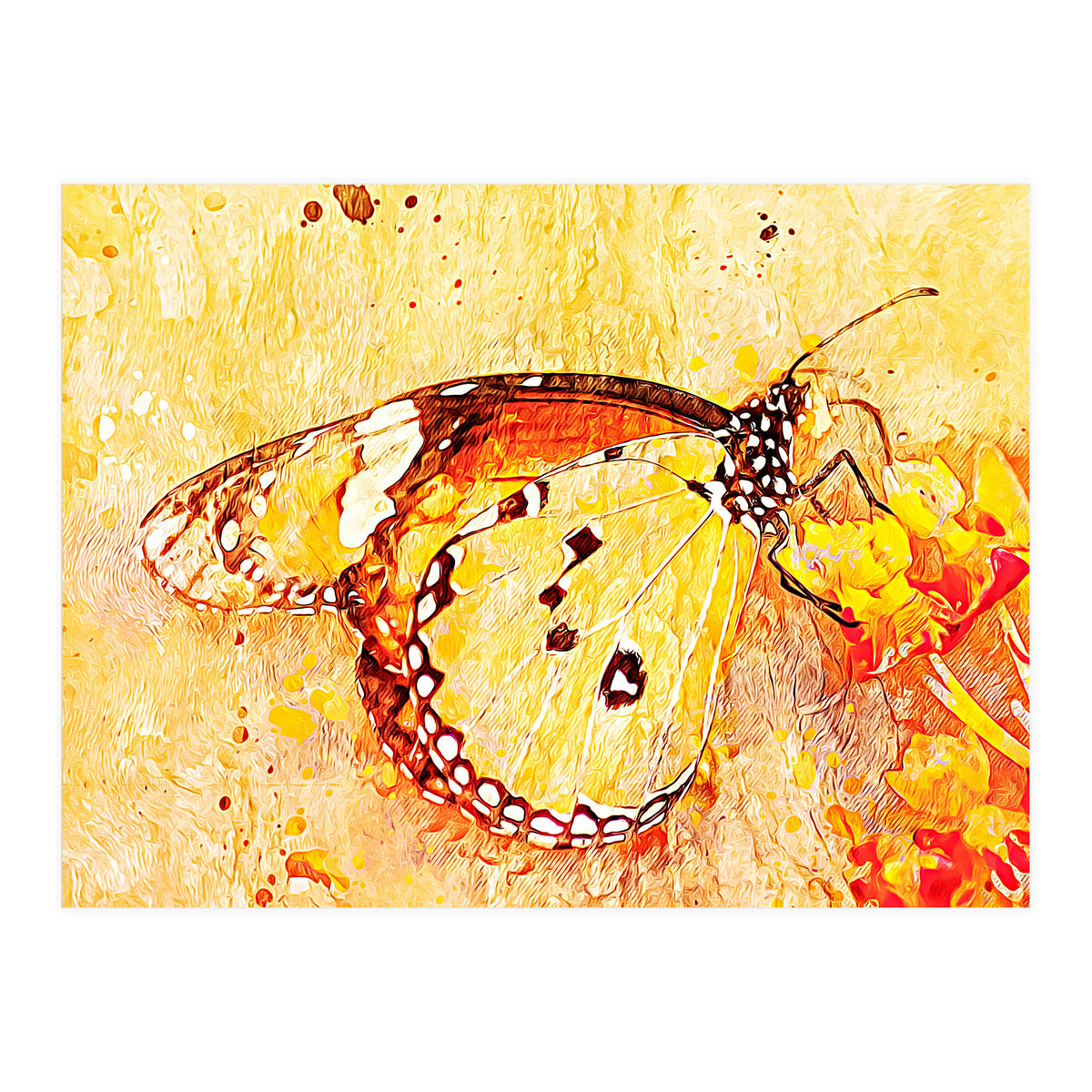 Butterfly On Aclepias (Print Only)