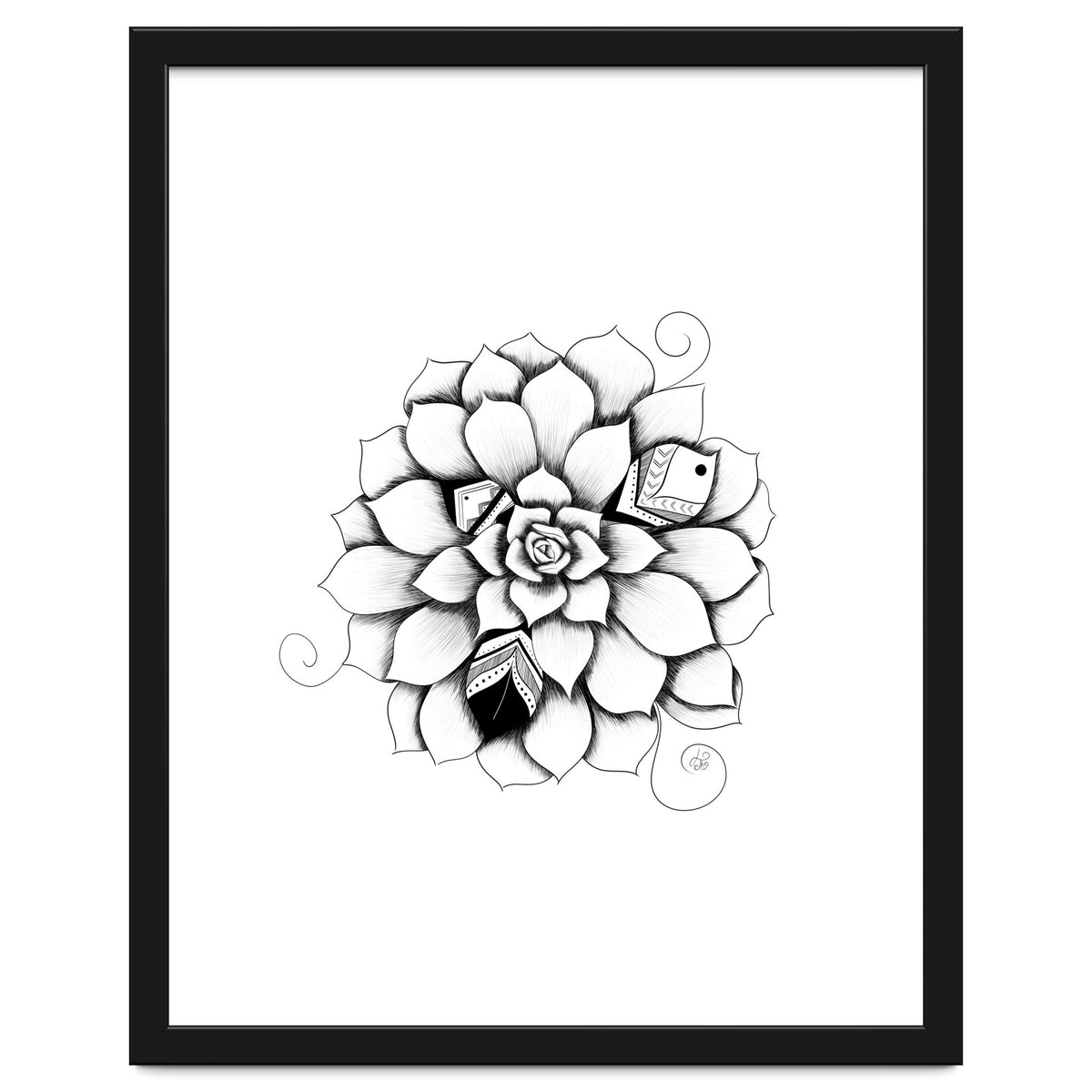 Poetic Echeveria Plant