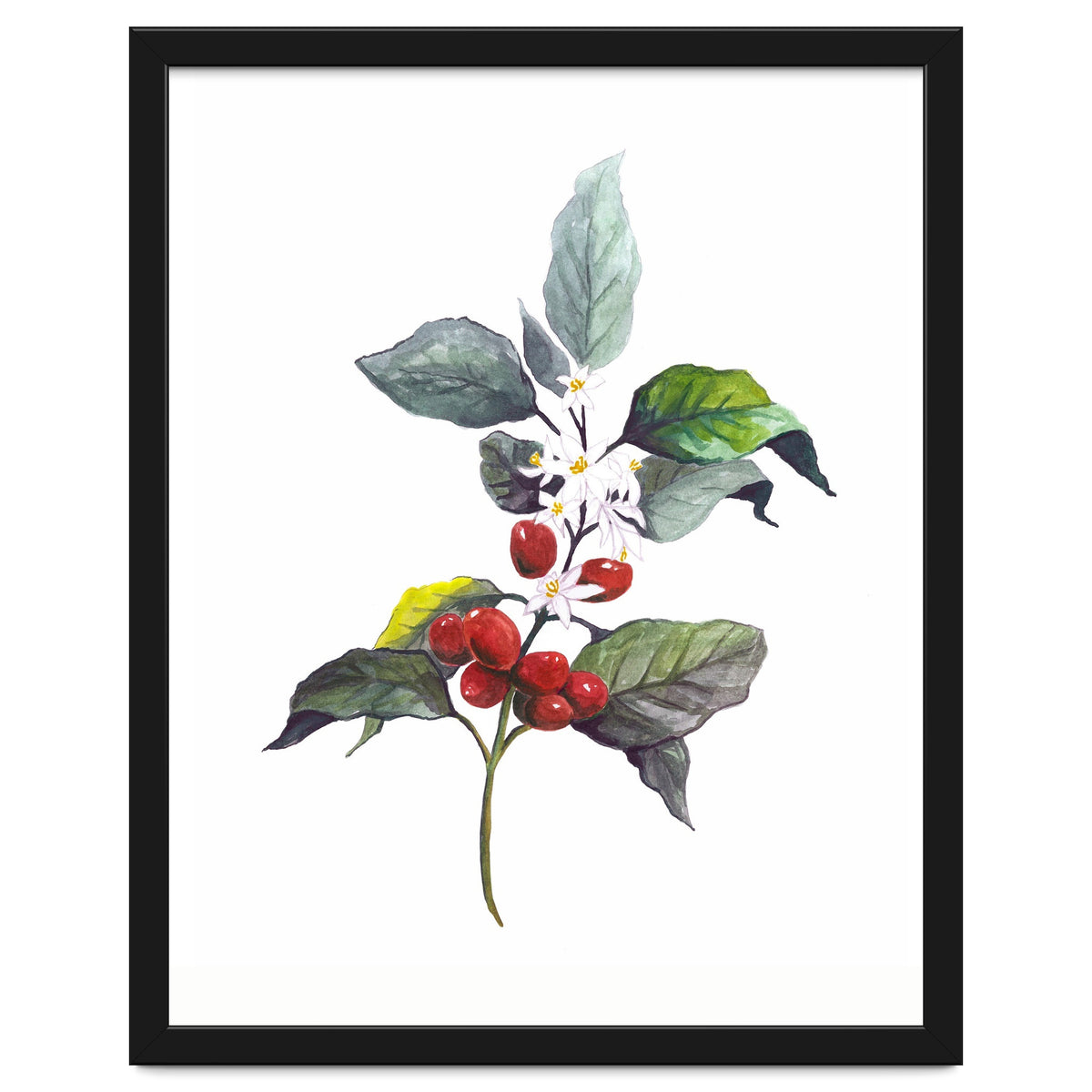 1 Botanical Illustration Kaffee Pflanze