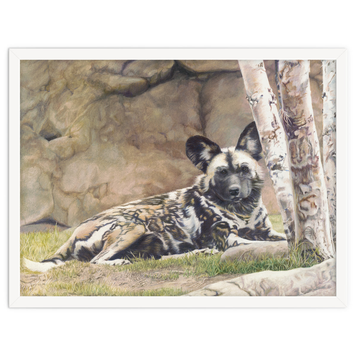 Afican Painted Dog IV - Imara