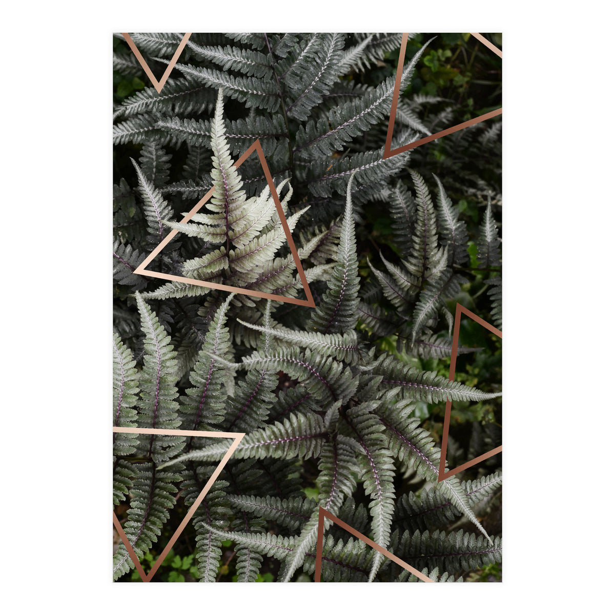 Fern Art (Print Only)