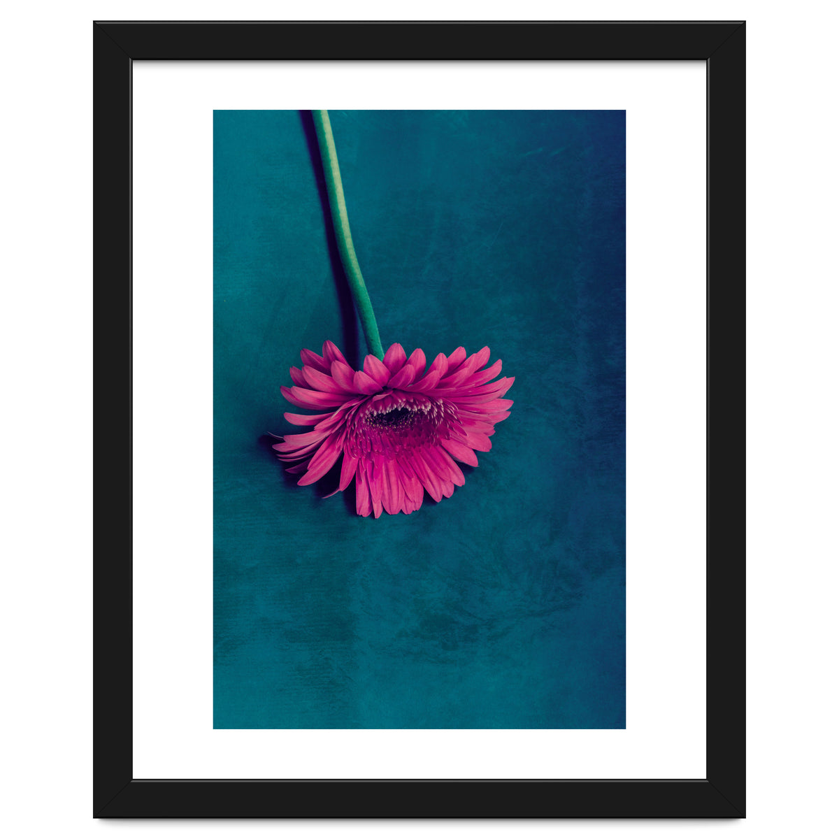 Gerbera for love