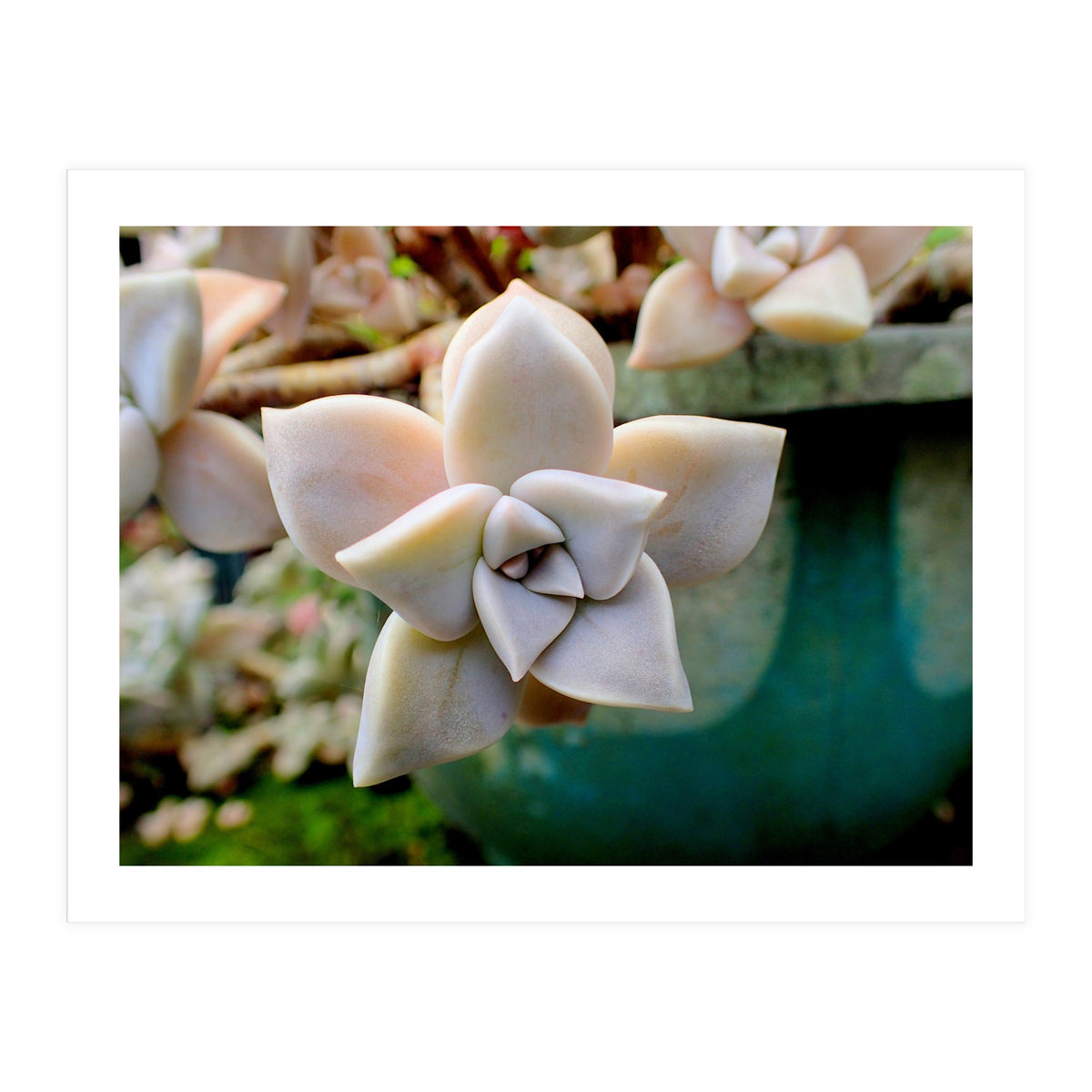 Succulent Love (Print Only)