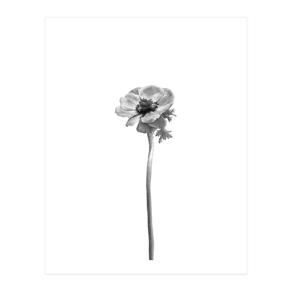 Anemone coronaria | bright design (Print Only)