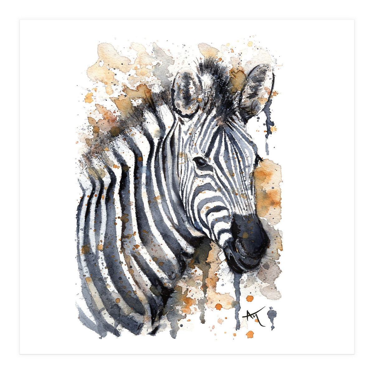 Zebra - Wildlife Collection (Print Only)