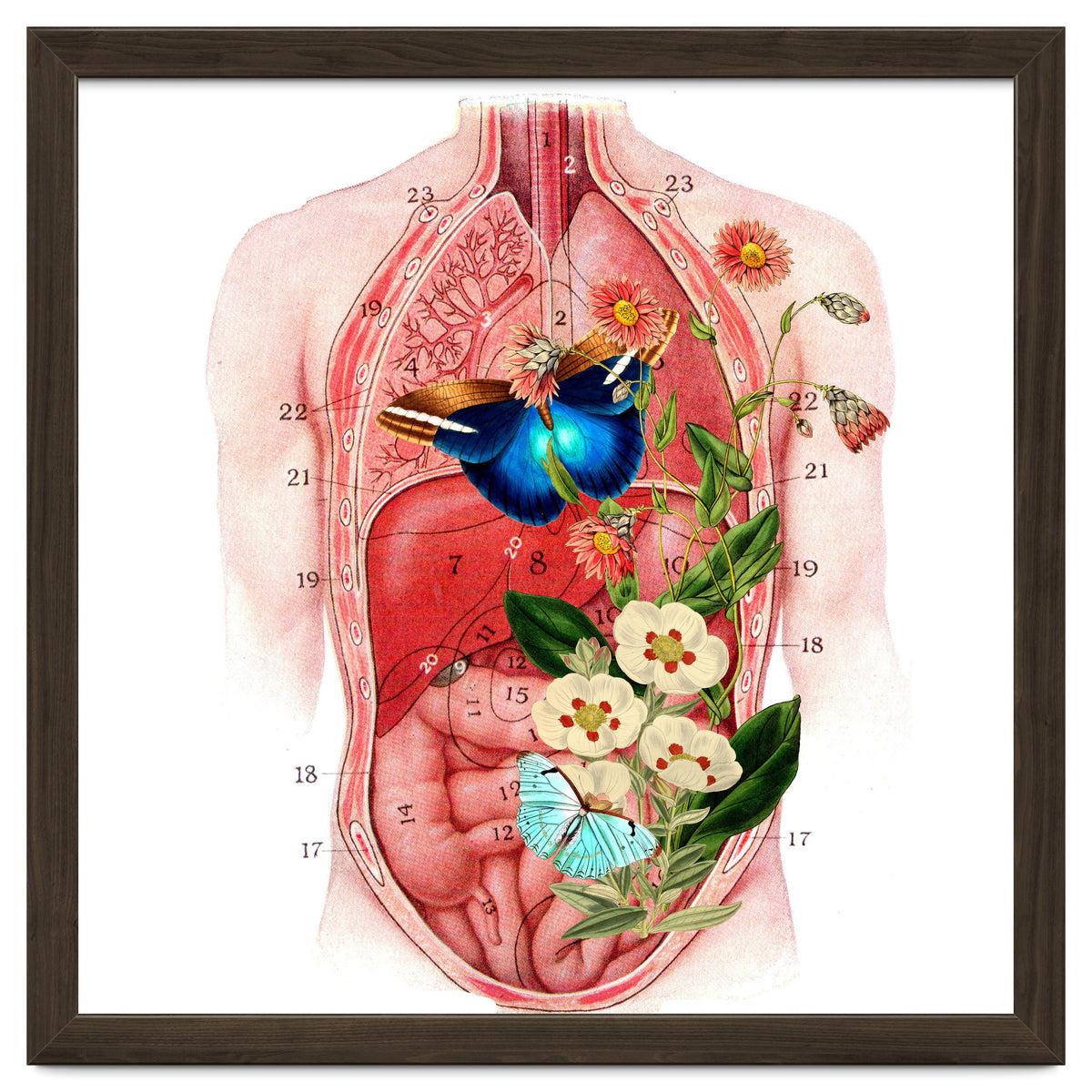 Butterflys In The Belly Makes Flower Grows