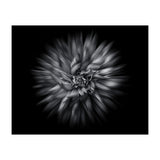 Backyard Flowers In Black And White 20 Flow Version (Print Only) thumbnail