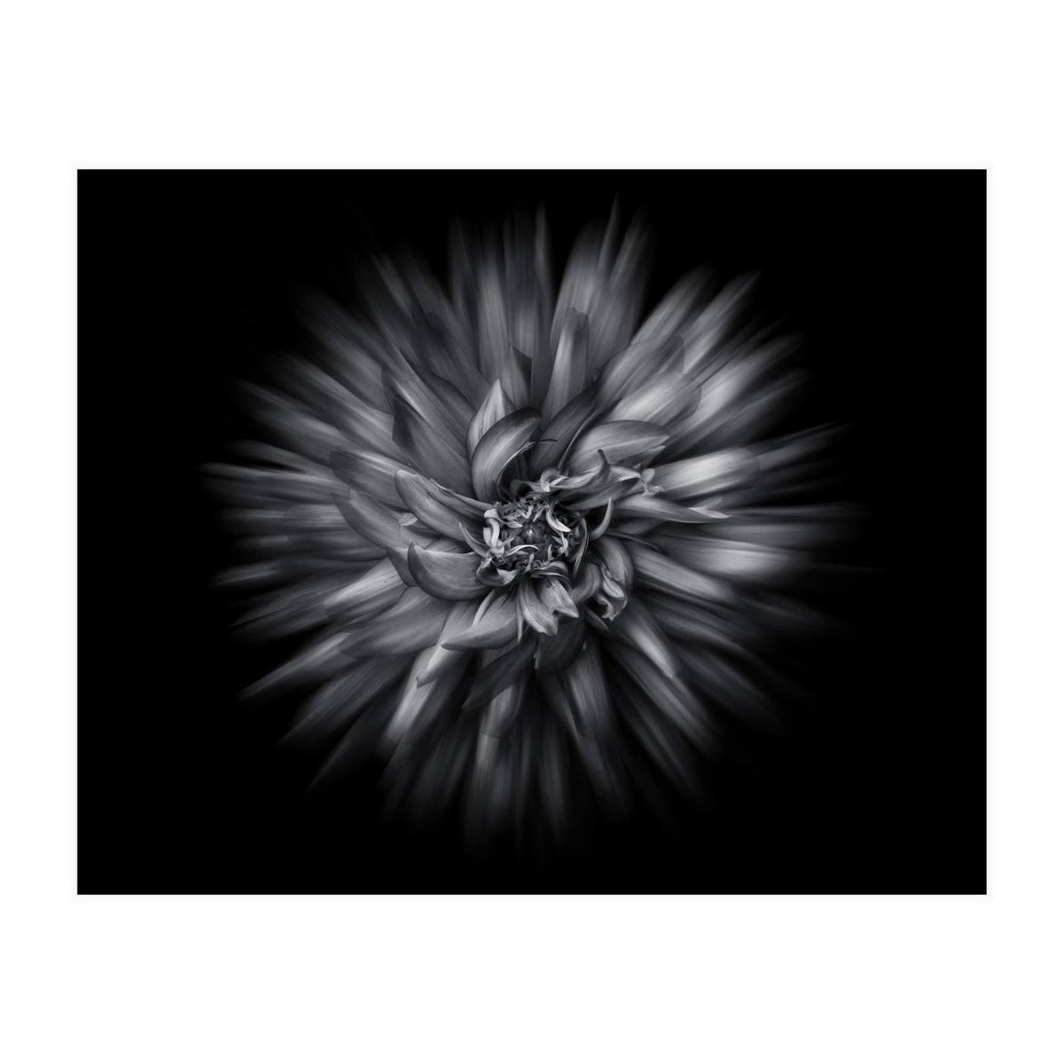 Backyard Flowers In Black And White 20 Flow Version (Print Only)