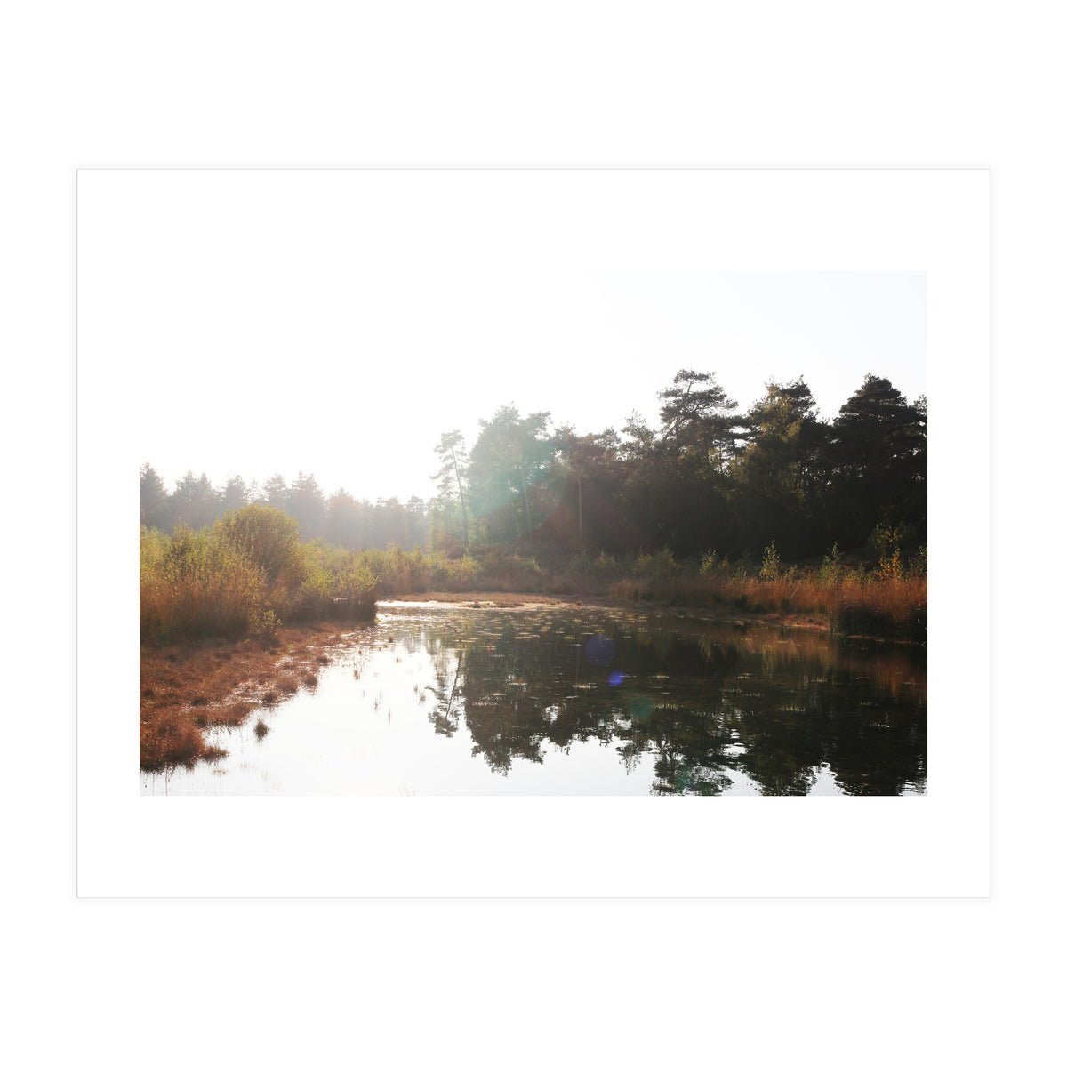 Bog (Print Only)