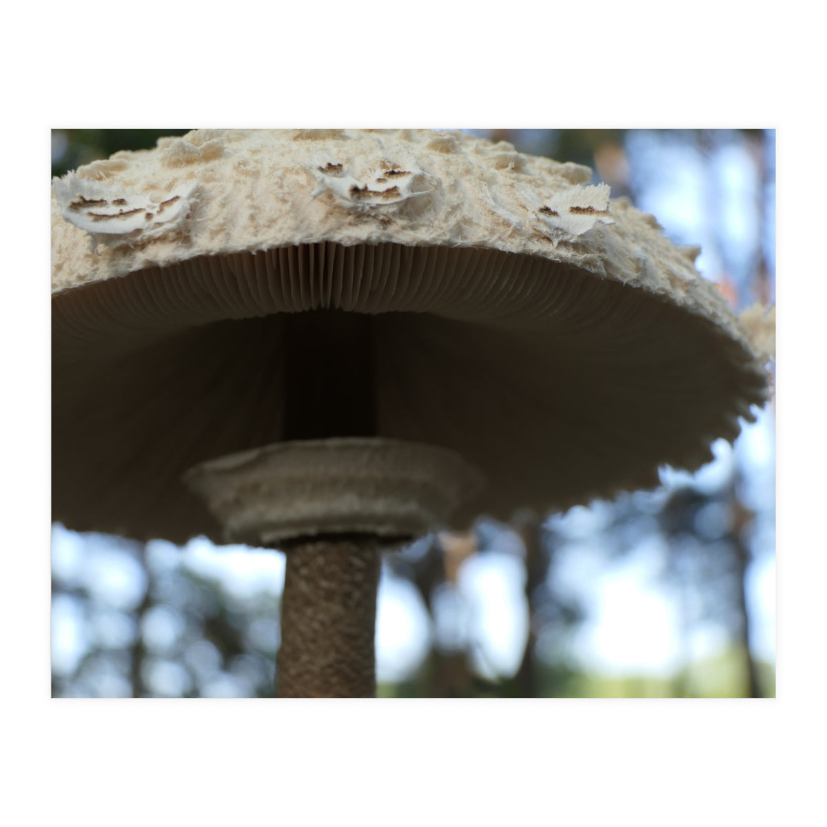 Shelter In The Woods (Print Only)