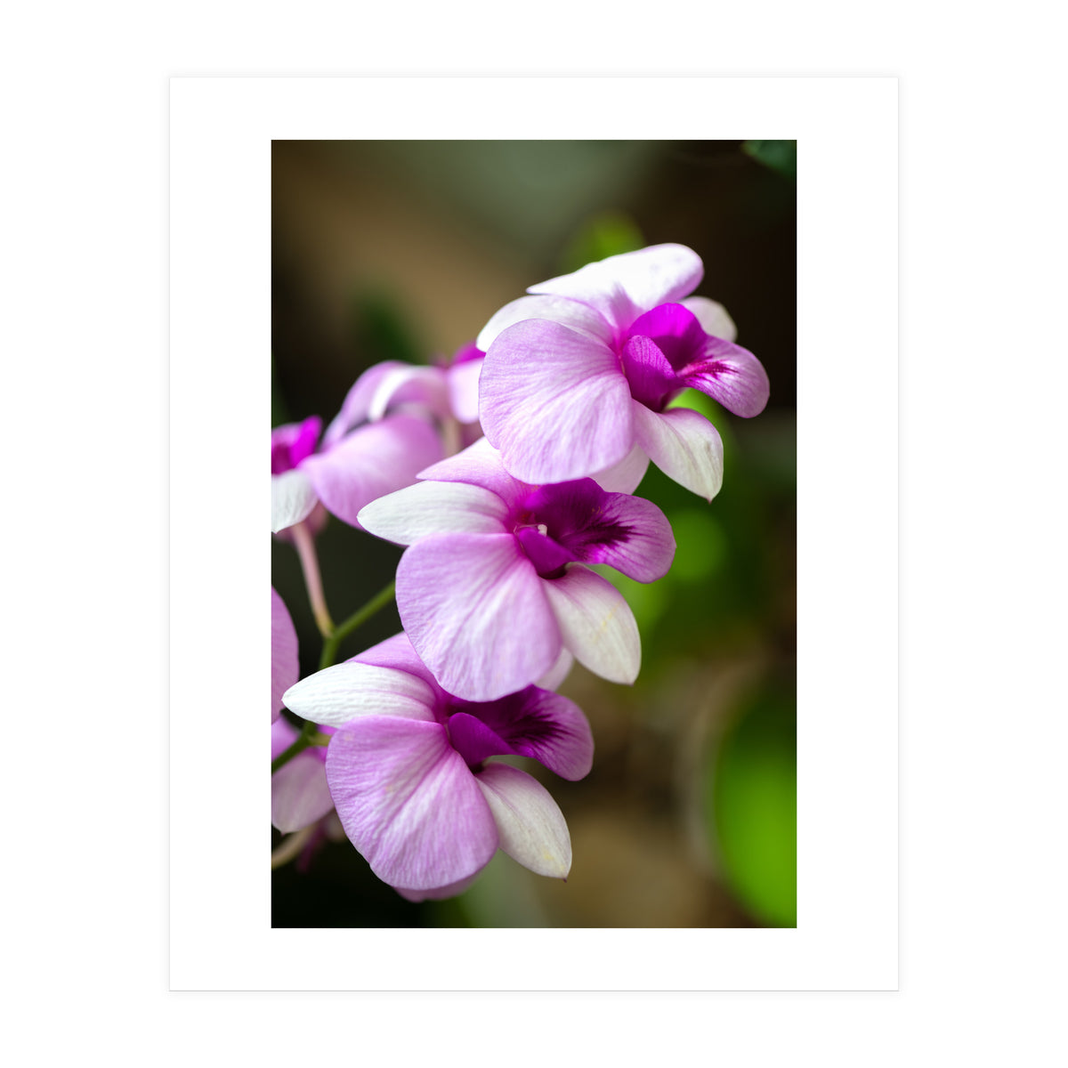 Orchidee (Print Only)