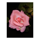 Pink Rose Floral (Print Only) thumbnail
