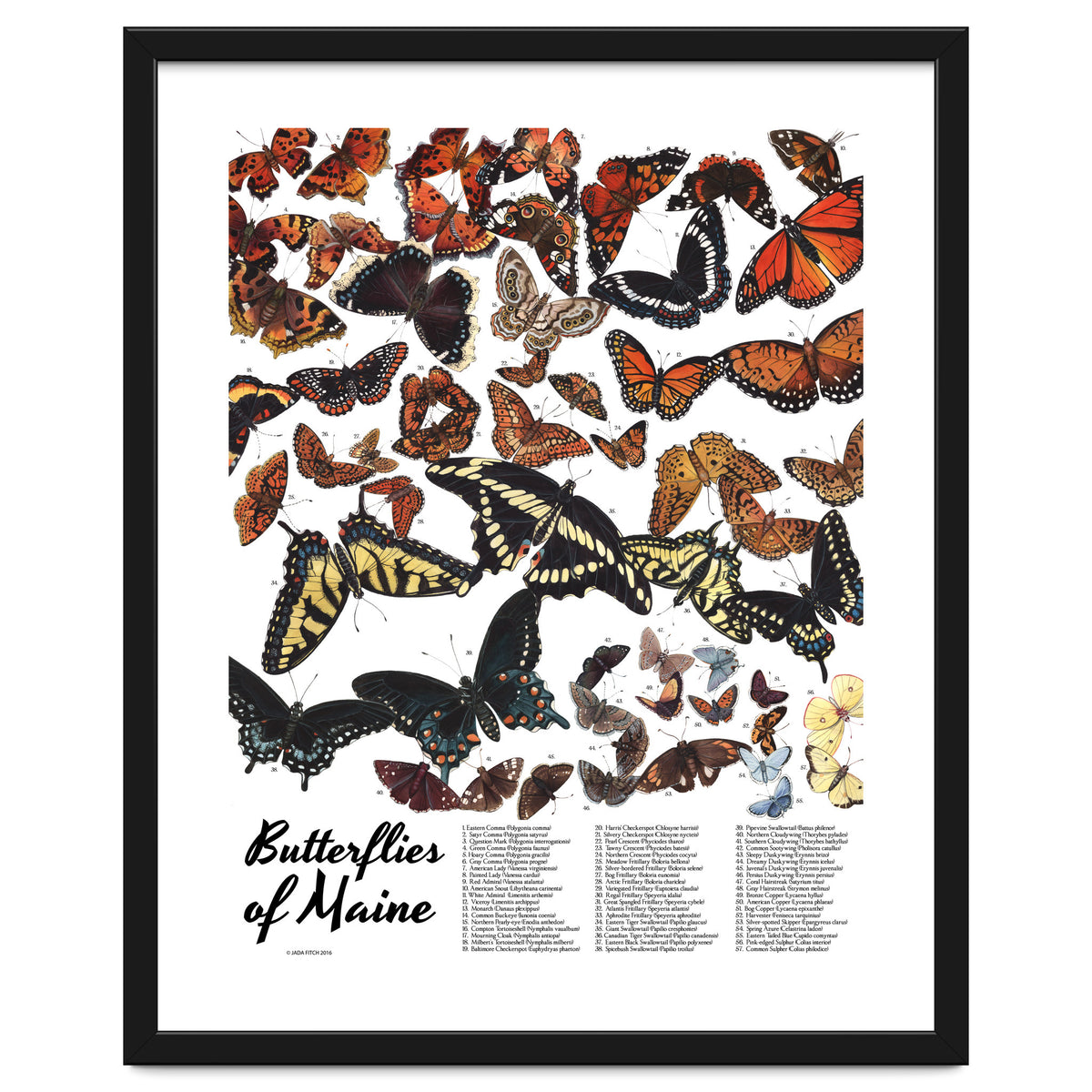Maine Butterflies Chart