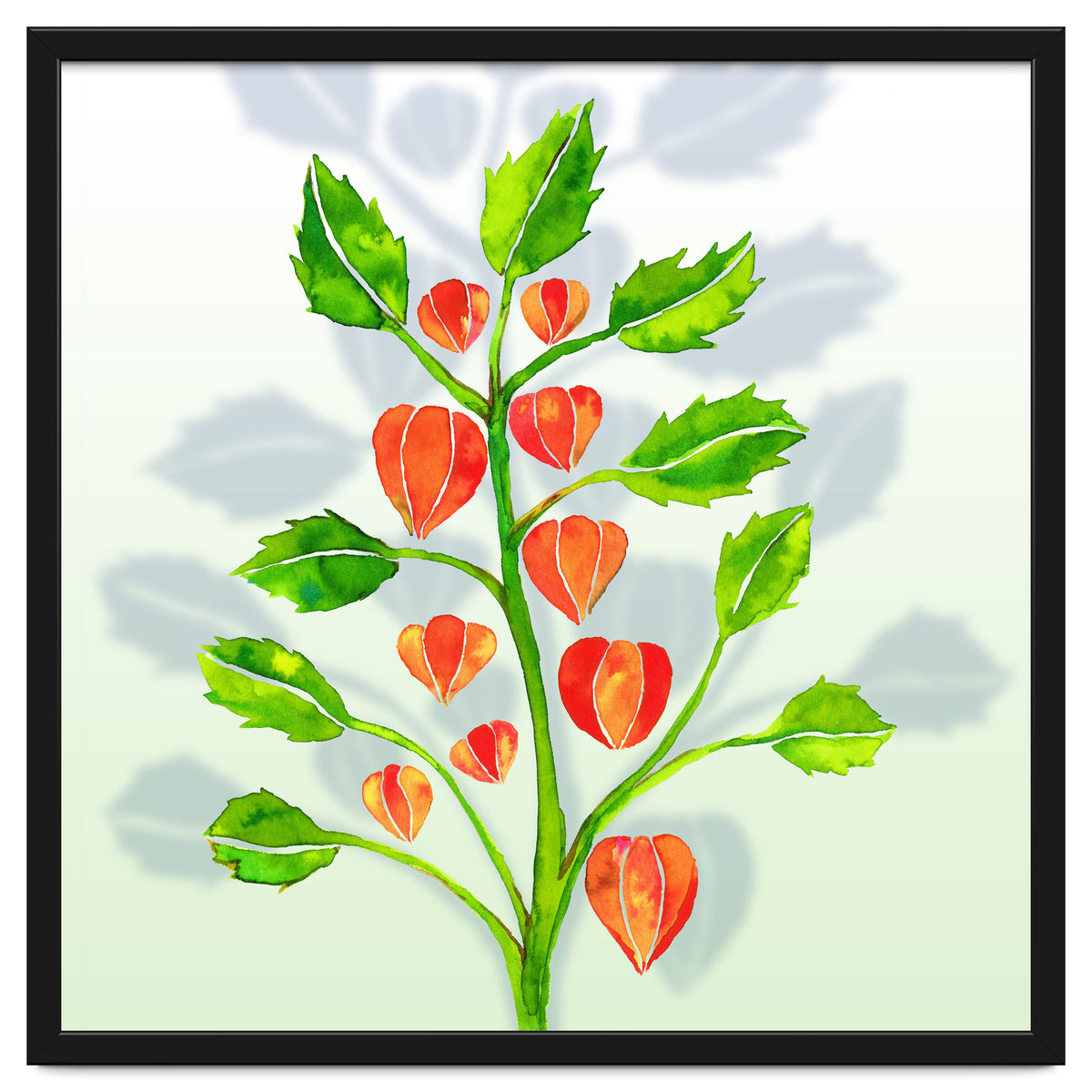 Physalis