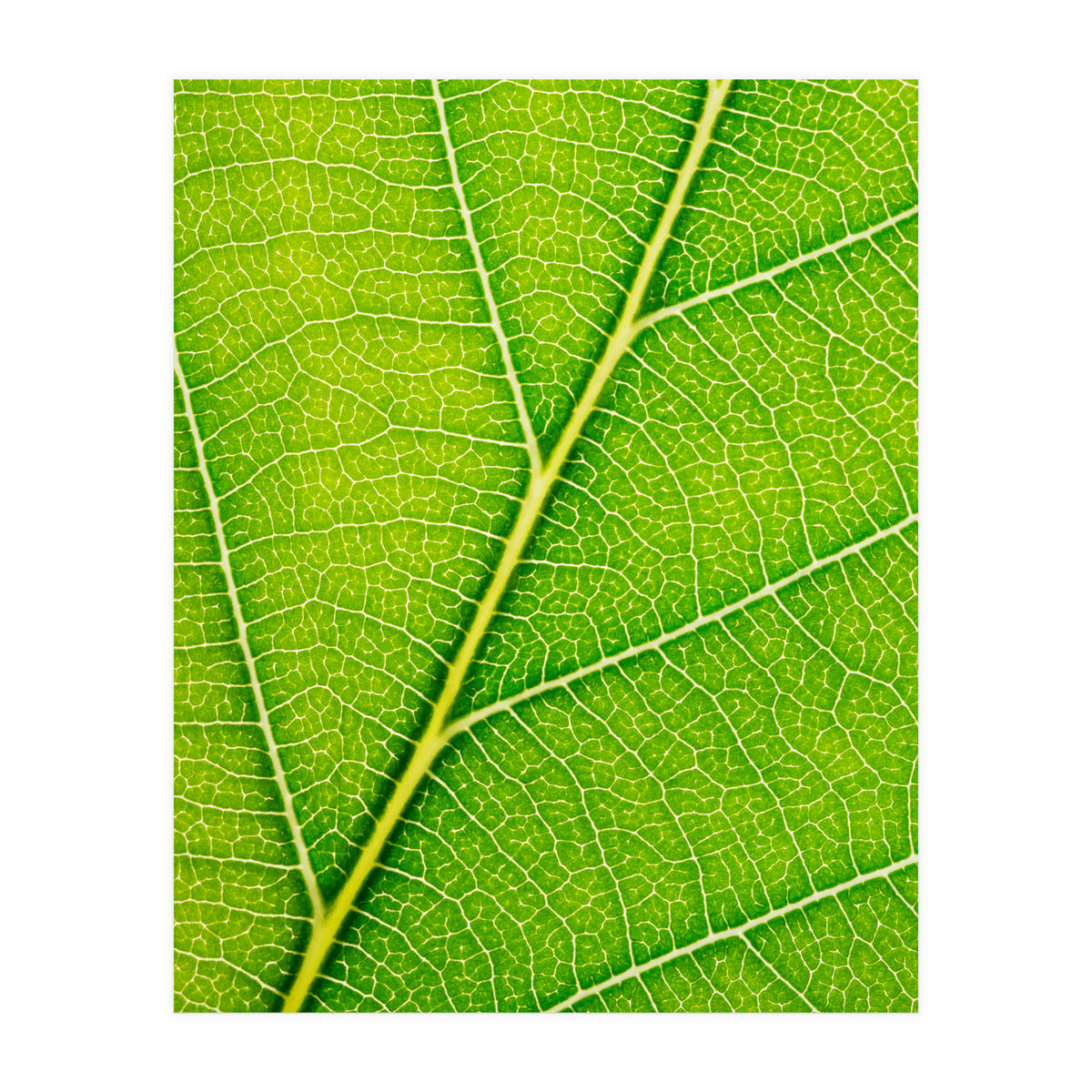 Autumn Leaf (Print Only)