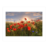 Poppies Light (Print Only) thumbnail