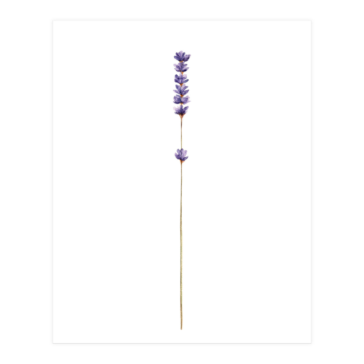 Lavender twig (Print Only)