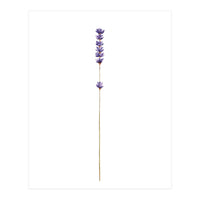 Lavender twig (Print Only)