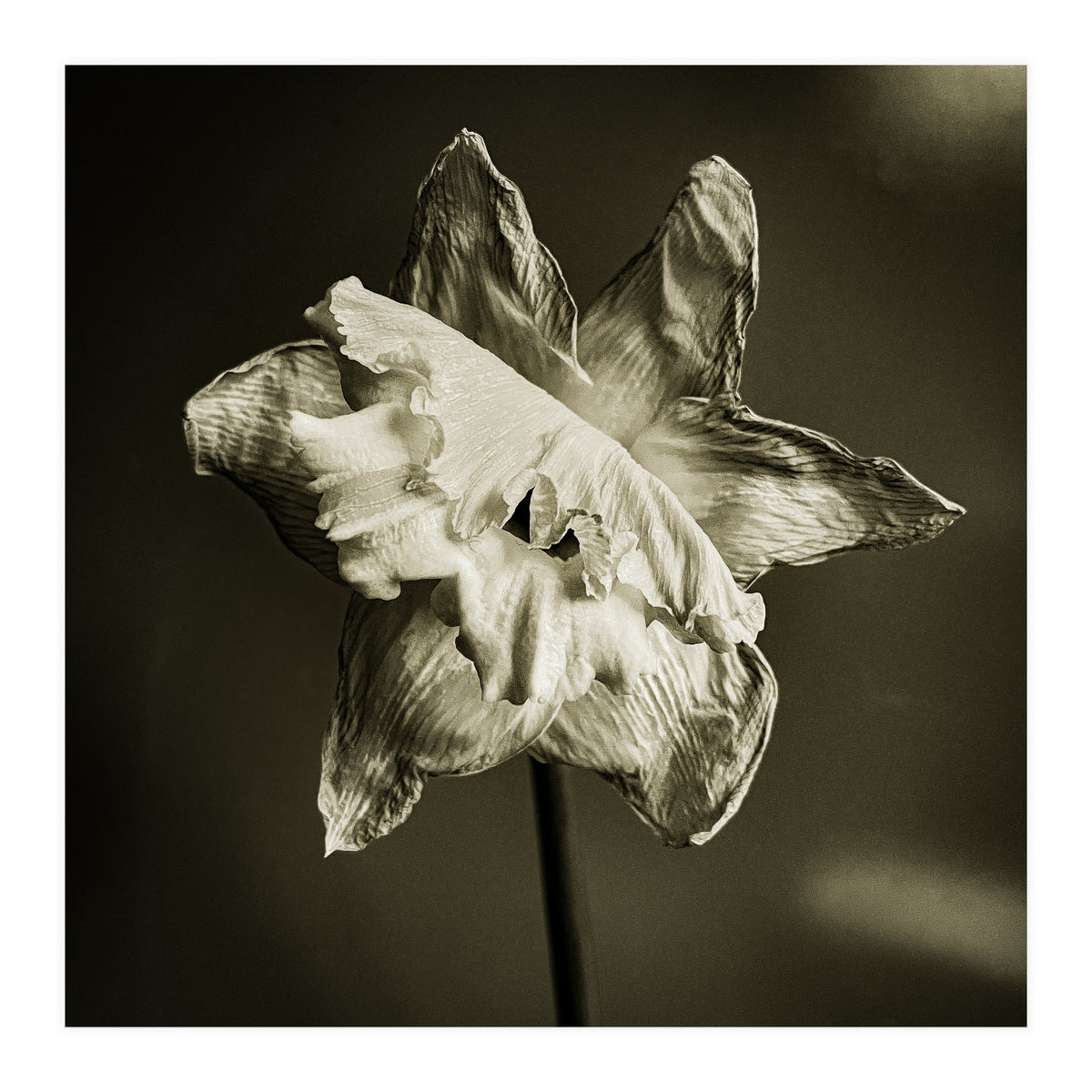 Wilting daffodil (Print Only)