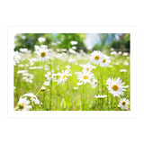 Flowers (Print Only) thumbnail